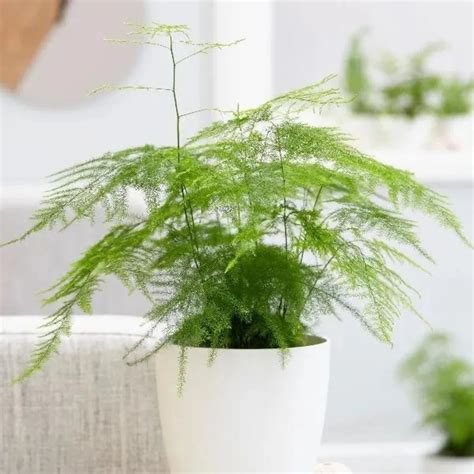 Asparagus Fern (Asparagus Setaceus) "Plumosa Fern" - Plant – Lalit ...