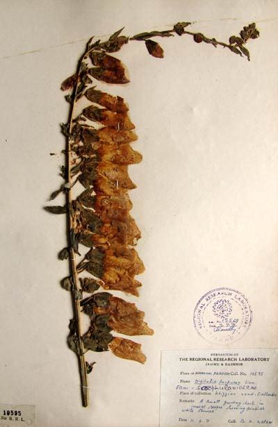 digitalis_purpurea