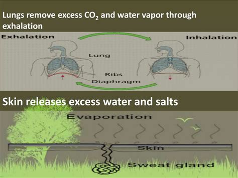 Digestive and excretory system | PPTX