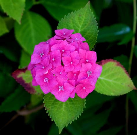 Flower, Pink Hydrangea Free Stock Photo - Public Domain Pictures