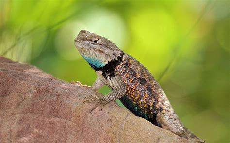 Image result for Lizard Dissection