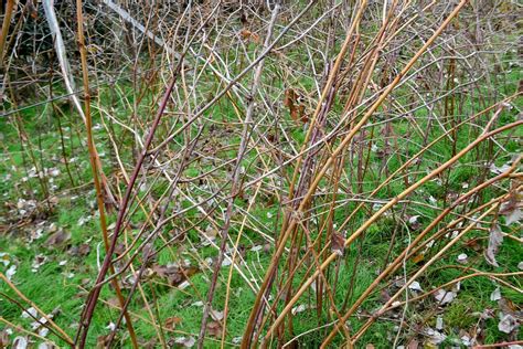 Image result for Winterizing Raspberry Plants