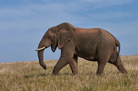 Becoming the Elephant Whisperer ~ dealing with challenge the AI way ...