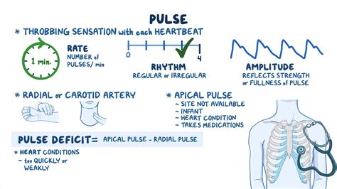 Dpf Apical Pulse Rate