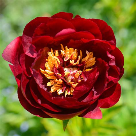 Paeonia 'Buckeye Belle' (Herbaceous Hybrid Peony) – Fieldstone Gardens Inc