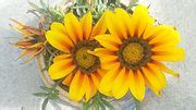 Image result for Neon Number Website Program in Java