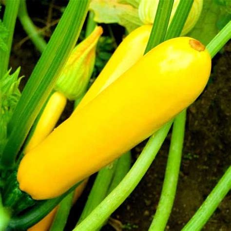 Buy Zucchini Yellow Long Seeds - Bright Fruits, Early Maturing, 45-50 Days