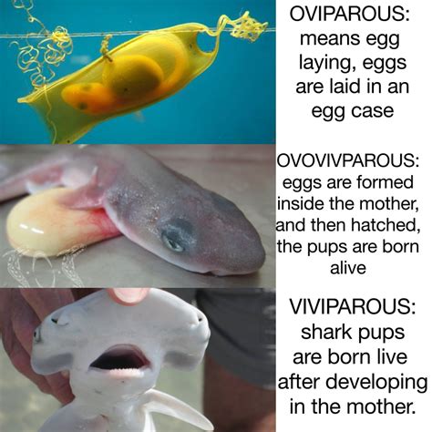 Image result for Sharks Reproduction