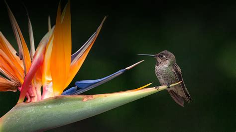 Bird-of-paradise (Plant) | San Diego Zoo Animals & Plants