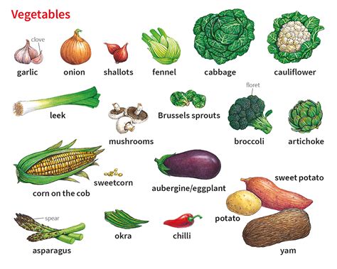 vegetable noun - Definition, pictures, pronunciation and usage notes ...