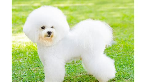 The Best Hypoallergenic Dog Breeds | Dog Product Picker