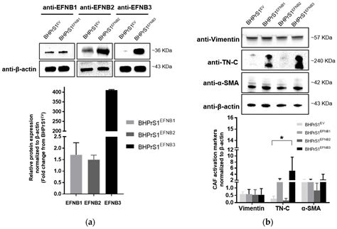 Ephrin B Activate Src Family Kinases in Fibroblasts Inducing Stromal ...