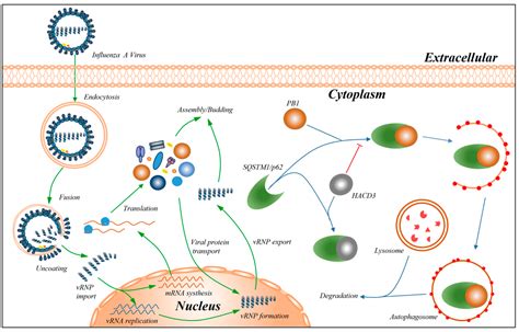 HACD3 Prevents PB1 from Autophagic Degradation to Facilitate the Replication of Influenza A Virus