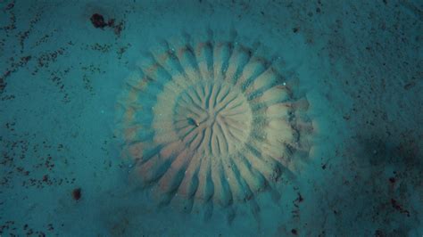 Puffer Fish Pattern 的图像结果