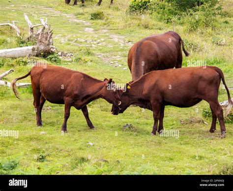 Red Poll Cattle being used for conservation grazing on Hutton Roof ...
