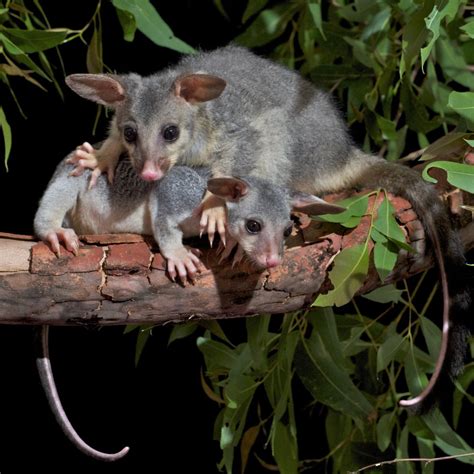 Сумчатые (Marsupialia): тип млекопитающих с уникальными адаптациями