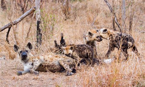 Building Corporate and Team Culture – Leaders’ Perspective - CFI