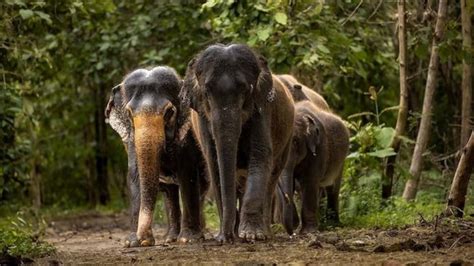 Supreme Court forms special investigation team to probe affairs of Vantara