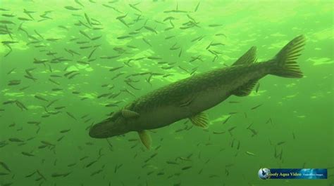 Haarlemmermeerse Bosplas / Paviljoen / Vork en Mes | Duikplaats.net