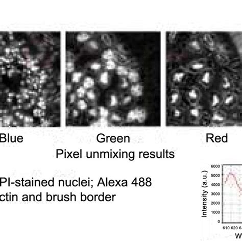 Image result for Colored Tissue Sample