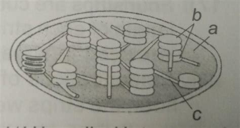 14. Which of thefollowing iscorrect for thegiven figure ?(A) The part ...