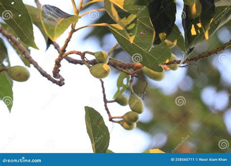 The Olive: Botanical Name Olea Europaea Stock Image - Image of plant ...