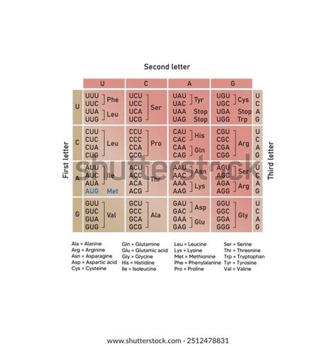 Image result for DNA Vs RNA Codons