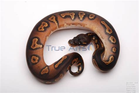 Image result for Red Ball Python