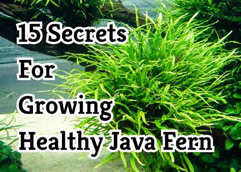 Image result for Growing Java Fern in a Bucket