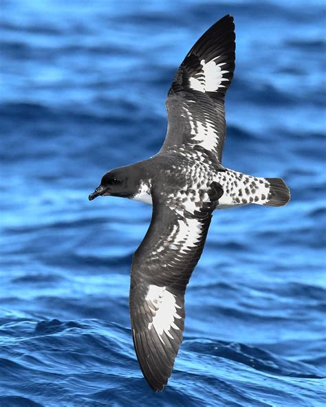 Image result for Petrel Features