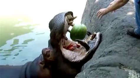 What do hippos eat? Here's what to know about a hippopotamus' diet. (2026)