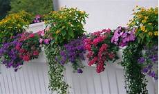 terrazzo fiorito tutto l anno balconi e terrazzi fioriti giardini dinamici terrazzo fiorito tutto l anno balconi e terrazzi fioriti giardini dinamici