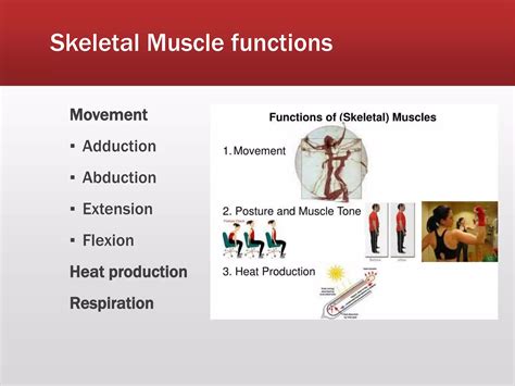 Muscle Contraction Process 的图像结果