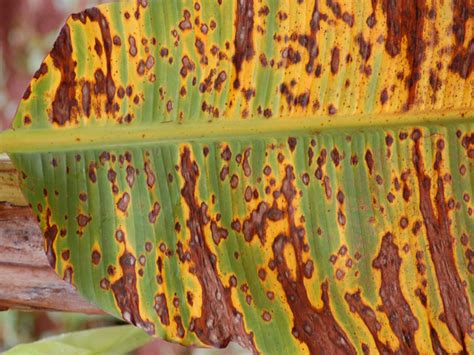 Online Plant Clinic