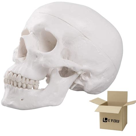 Lyou Human Skull Anatomical Model Life Size Adult Human Anatomy ...