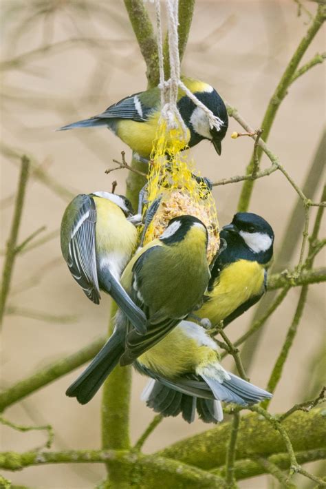 Birds Feeding In Winter Free Stock Photo - Public Domain Pictures