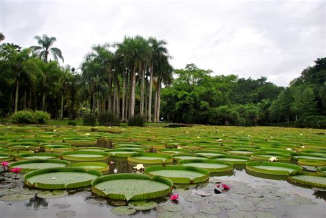 西双版纳热带植物园图片图片-图行天下素材网