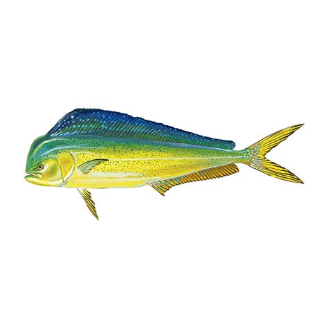Mahi Mahi – Virginia Beach Seafood