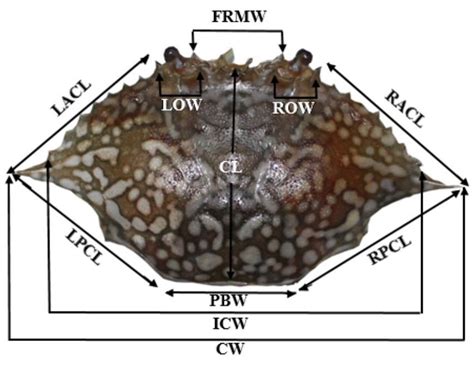Image result for Java Sea Map Location