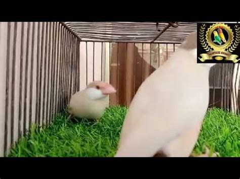 Image result for Fawn Java Sparrow