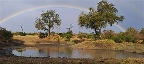 Natural World 的图像结果