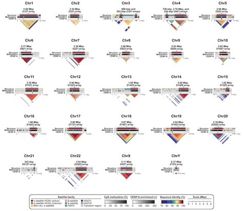 The Dynamic Structure and Rapid Evolution of Human Centromeric ...