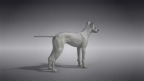 Chinese Rural Dog 3D model - TurboSquid 2006702
