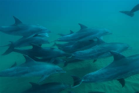 Dolphins Getting High