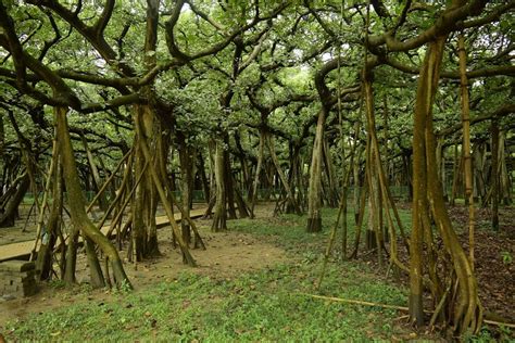 The Great Banyan Tree - Tripopola