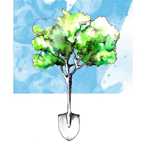 The value of a tree and why we need to rethink how we measure it ...