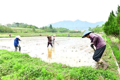 农村一家人在地里插秧，2亩多的水稻田，35分钟干完了，速度真快,社会,三农,好看视频