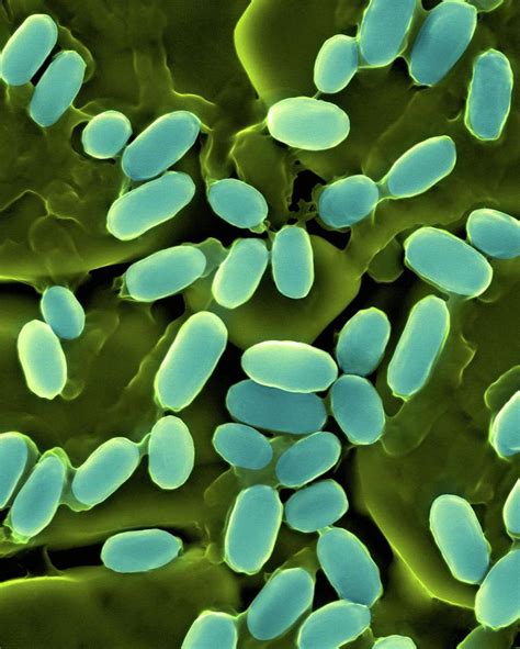 Microscope Bacteria 的图像结果