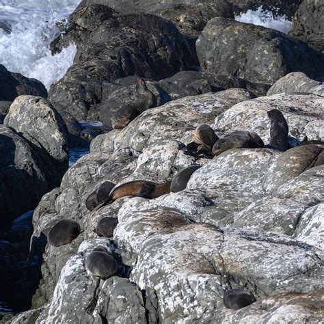 OHAU POINT SEAL COLONY (2025) All You Need to Know BEFORE You Go (with ...