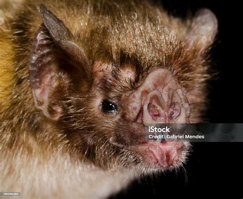 Image result for Common Vampire Bat